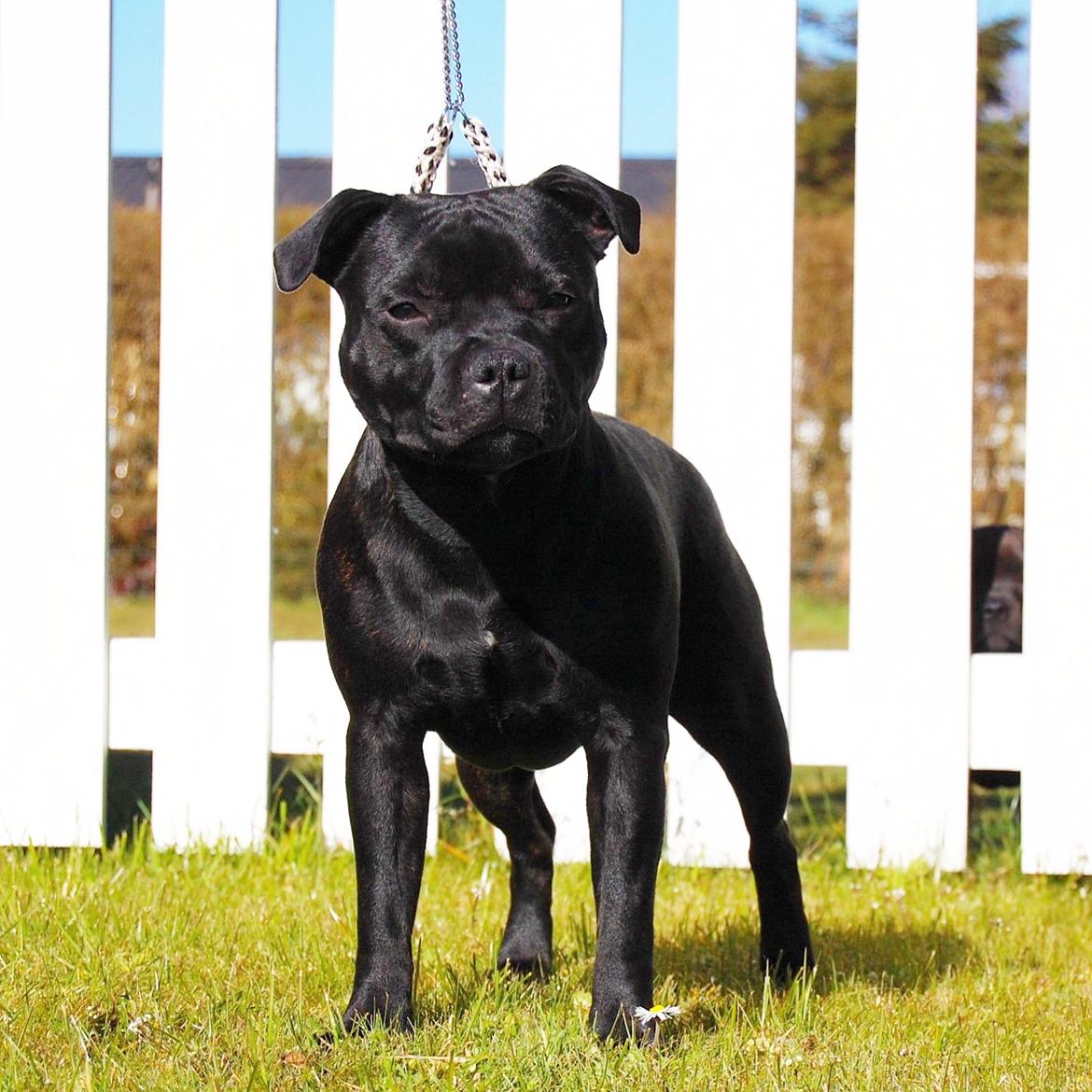 Staffordshire bull terrier Kida - 9 mdr billede 41