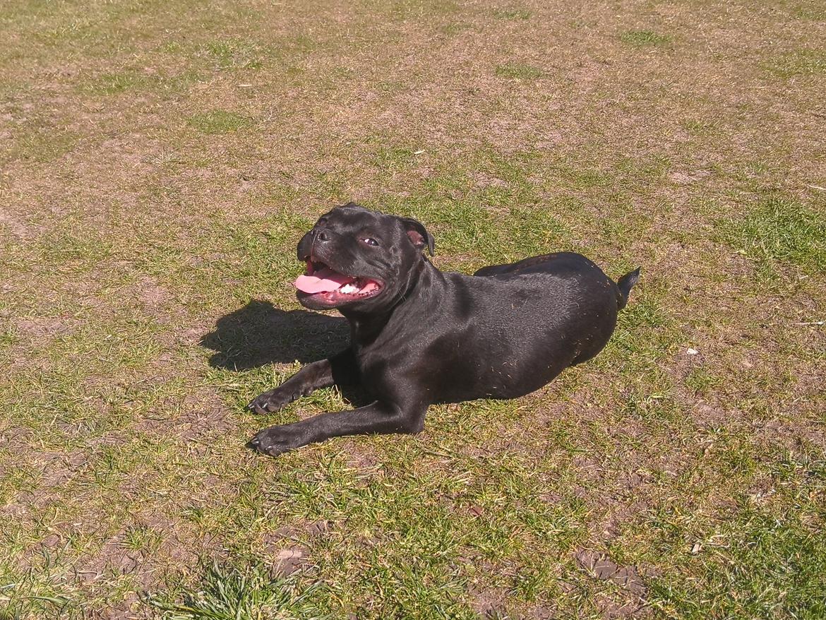 Staffordshire bull terrier Kida billede 40