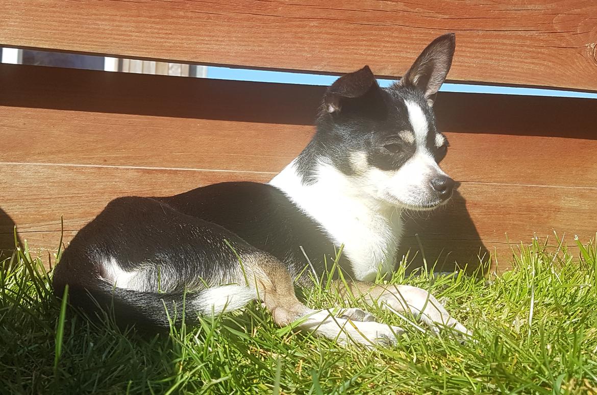 Chihuahua Eddie billede 5