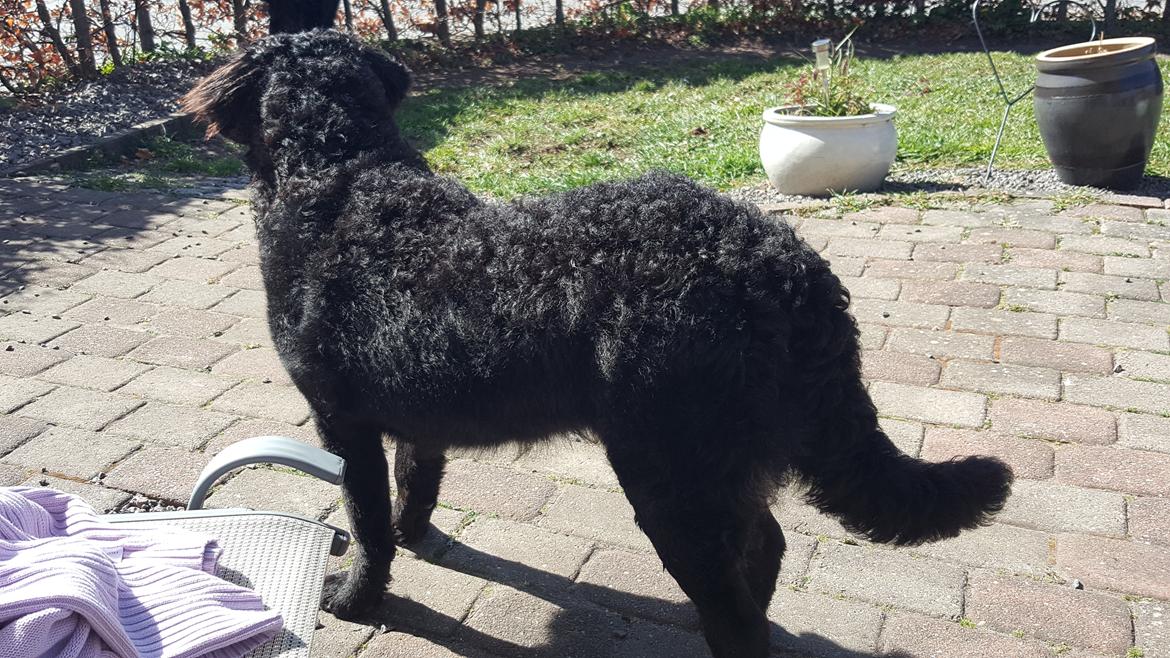 Blanding af racer Tesla billede 10