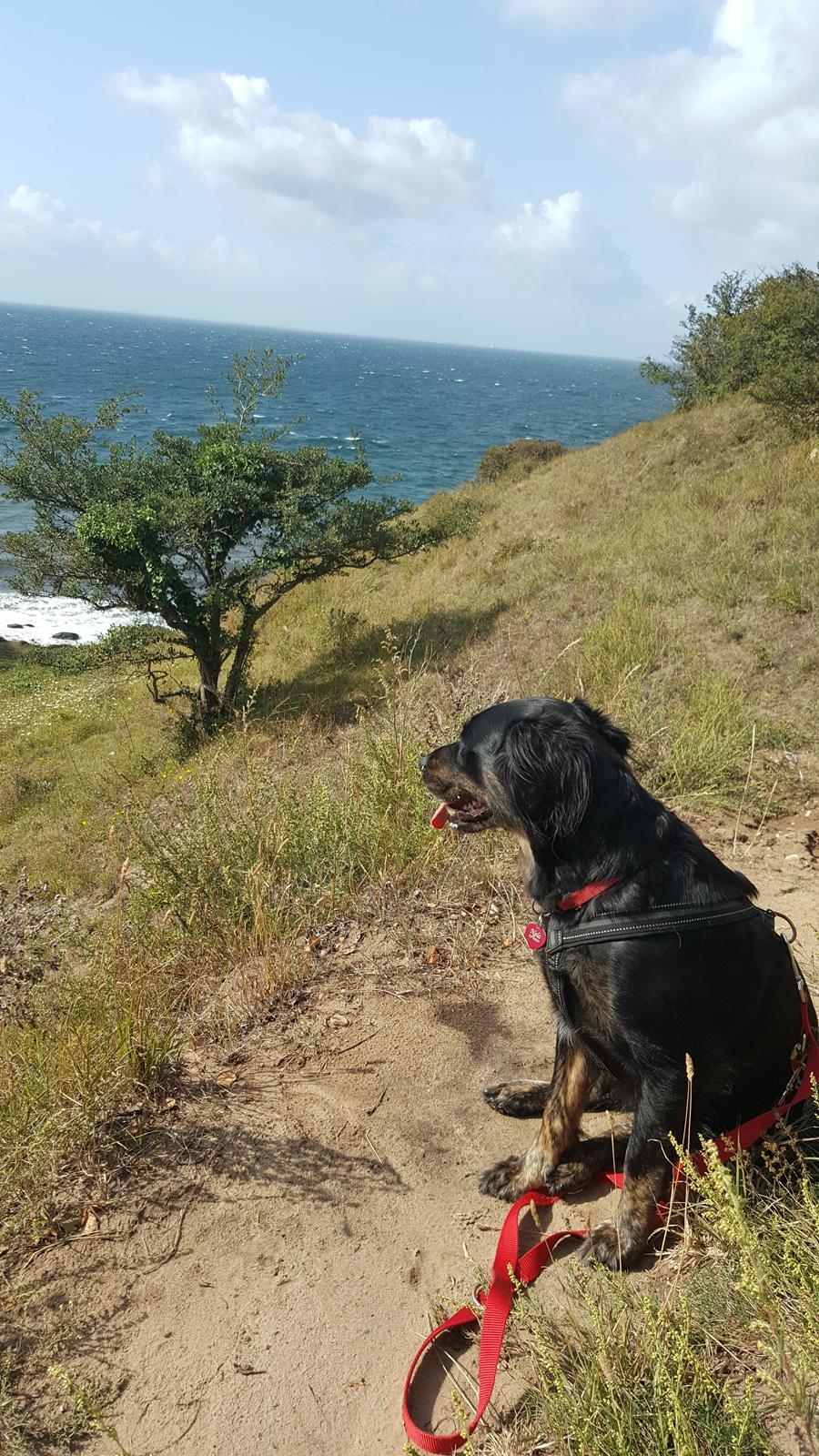 Blanding af racer Nela billede 13