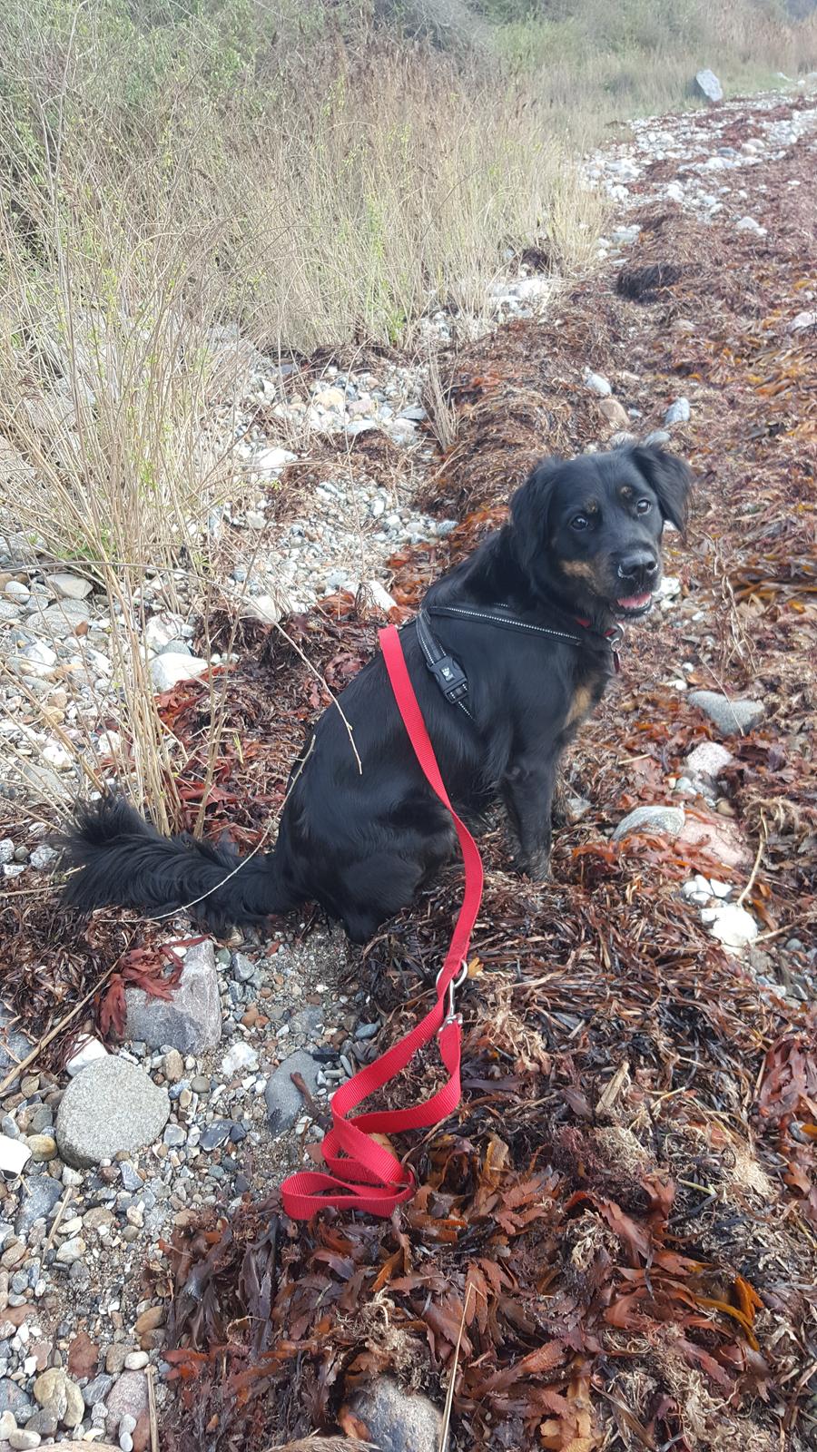 Blanding af racer Nela billede 14