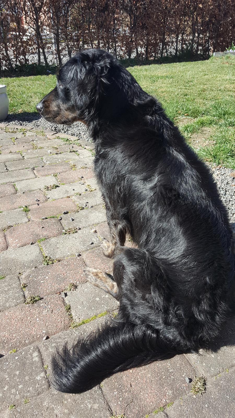 Blanding af racer Nela - april 2020 - Badedag Dejligt at blive ren og tør igen billede 15