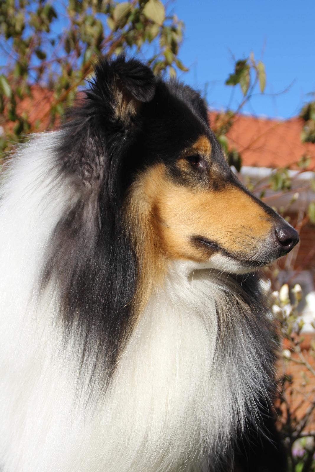 Collie langhåret Ebony Moor´s Daydreamer Dexter - Assie 2 år billede 45