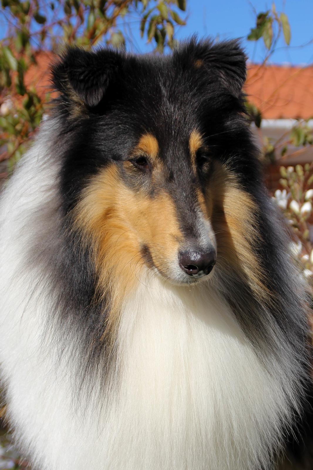 Collie langhåret Ebony Moor´s Daydreamer Dexter billede 46