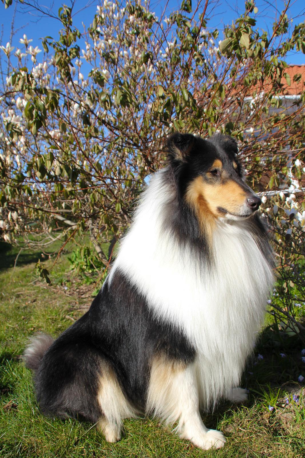 Collie langhåret Ebony Moor´s Daydreamer Dexter billede 47
