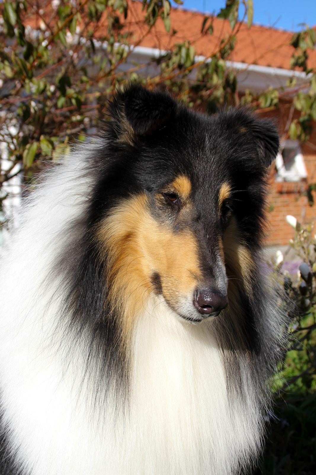 Collie langhåret Ebony Moor´s Daydreamer Dexter - Assie 2 år billede 44