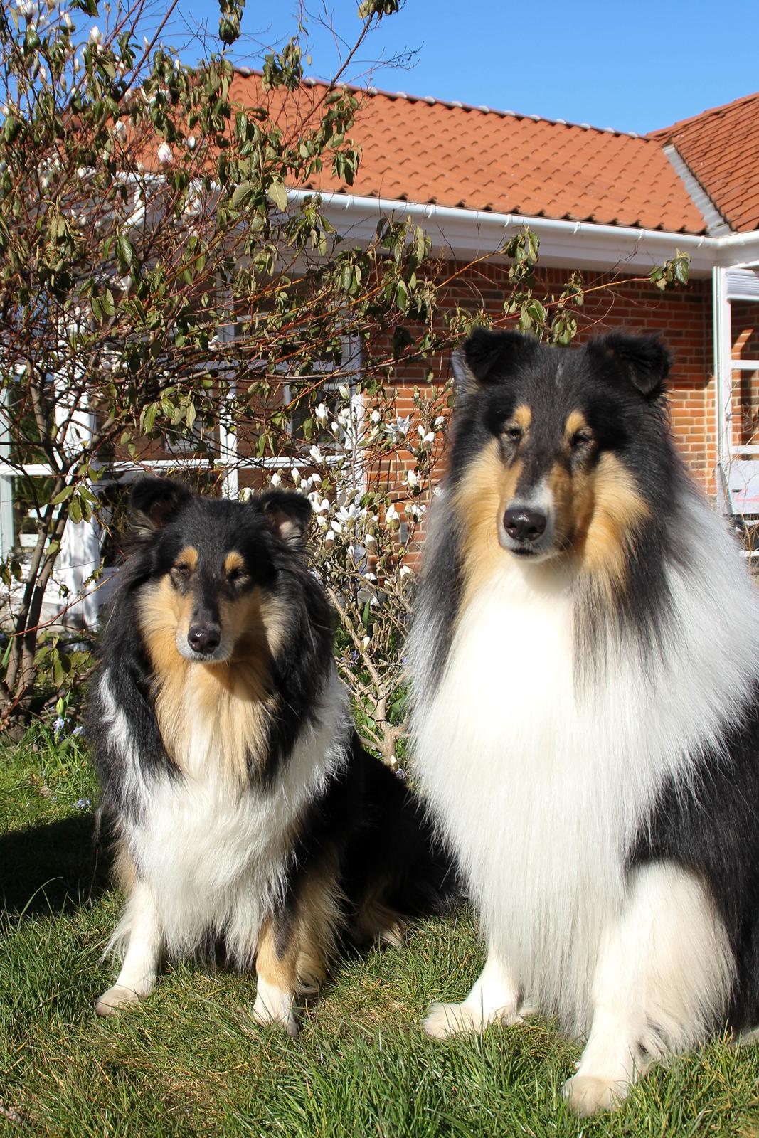 Collie langhåret Ebony Moor´s Daydreamer Dexter - Assie sammen med hans mor Saga billede 48