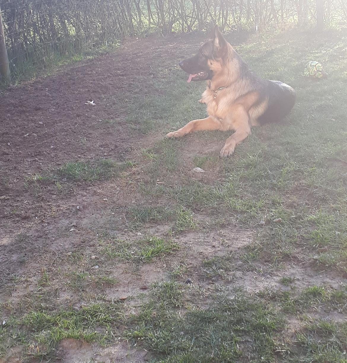 Schæferhund Santo jr. - 1 år og 2 mdr billede 40