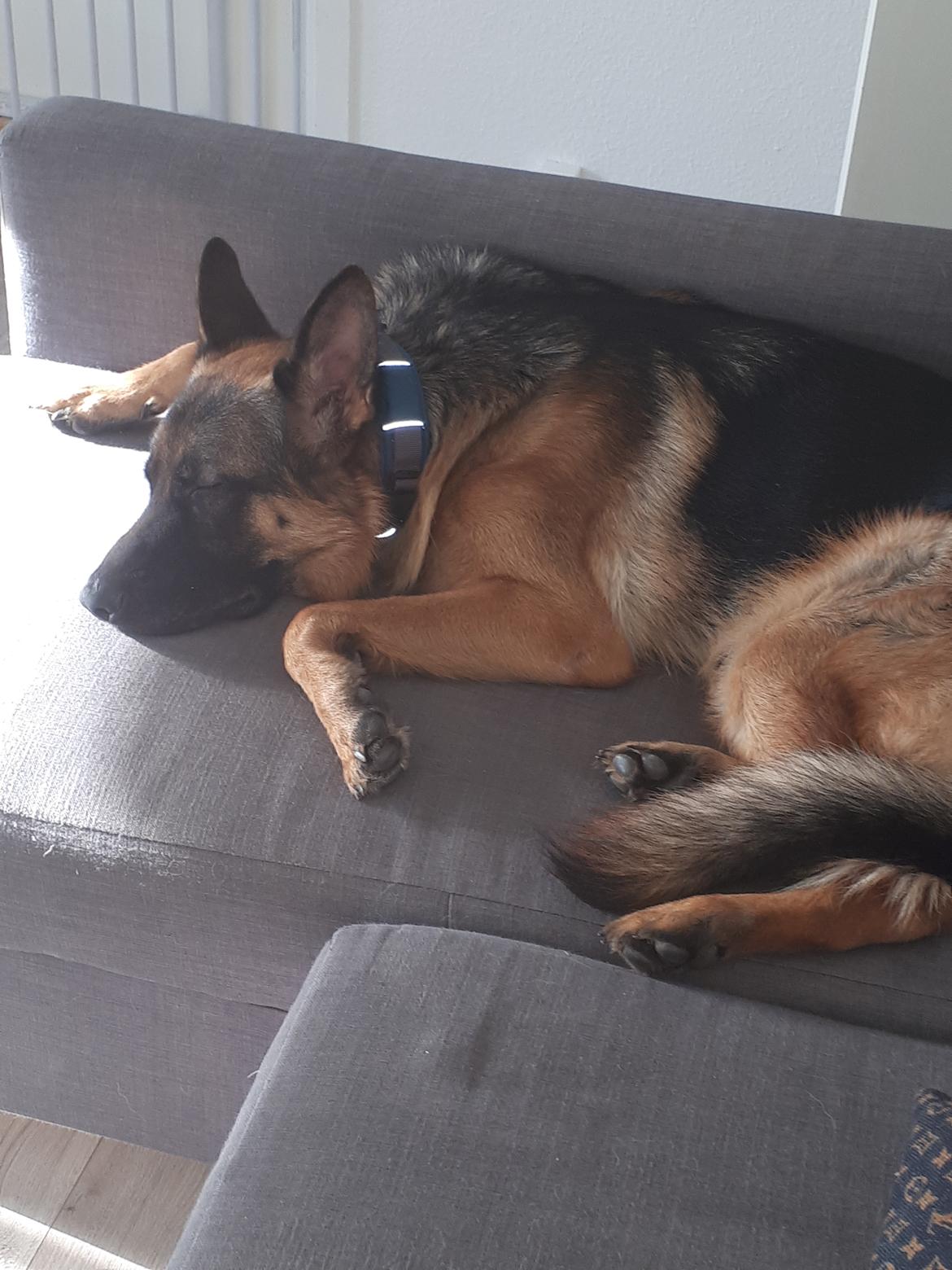 Schæferhund Santo jr. - 1 år og 2 mdr billede 42