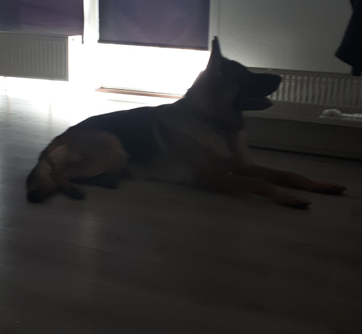 Schæferhund Santo jr. billede 41