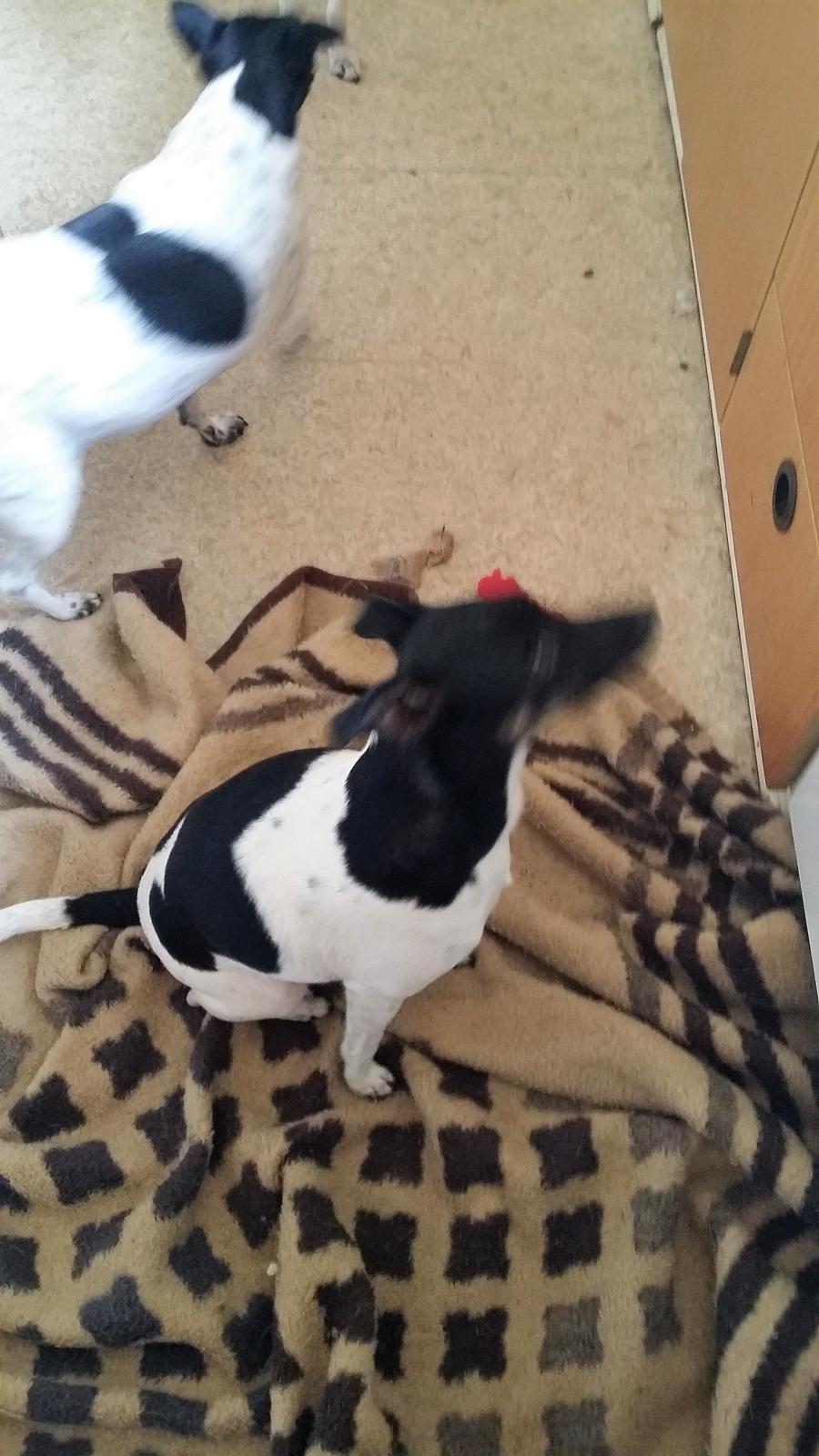 Dansk svensk gaardhund Laisa billede 10