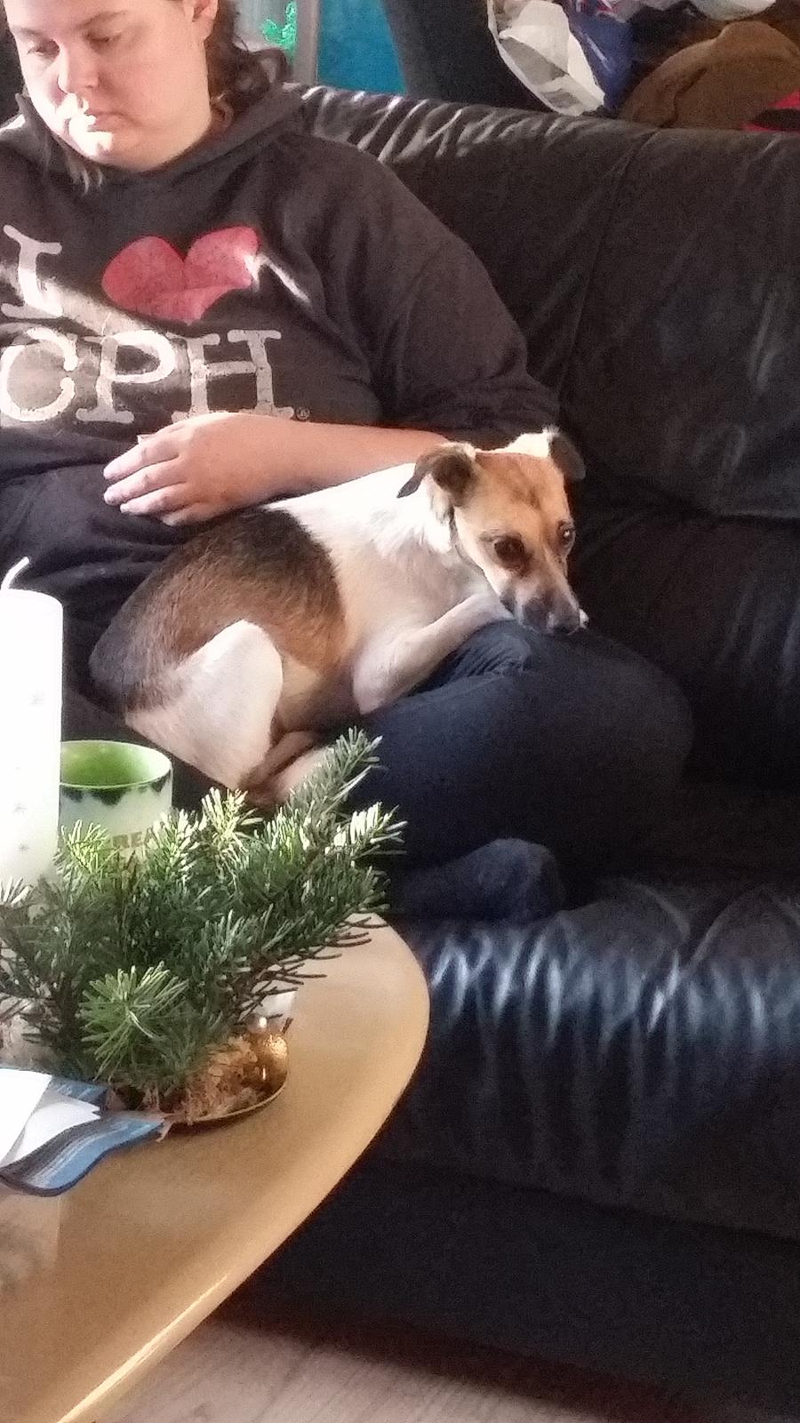 Dansk svensk gaardhund figgo billede 11