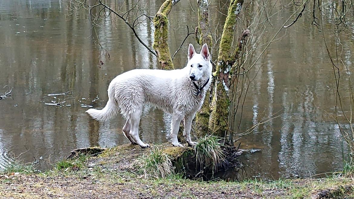Hvid Schweizisk Hyrdehund SKYE (BeDaBlanco Nice Ninja) - Skye 10 mdr. - Hastrup Å billede 1