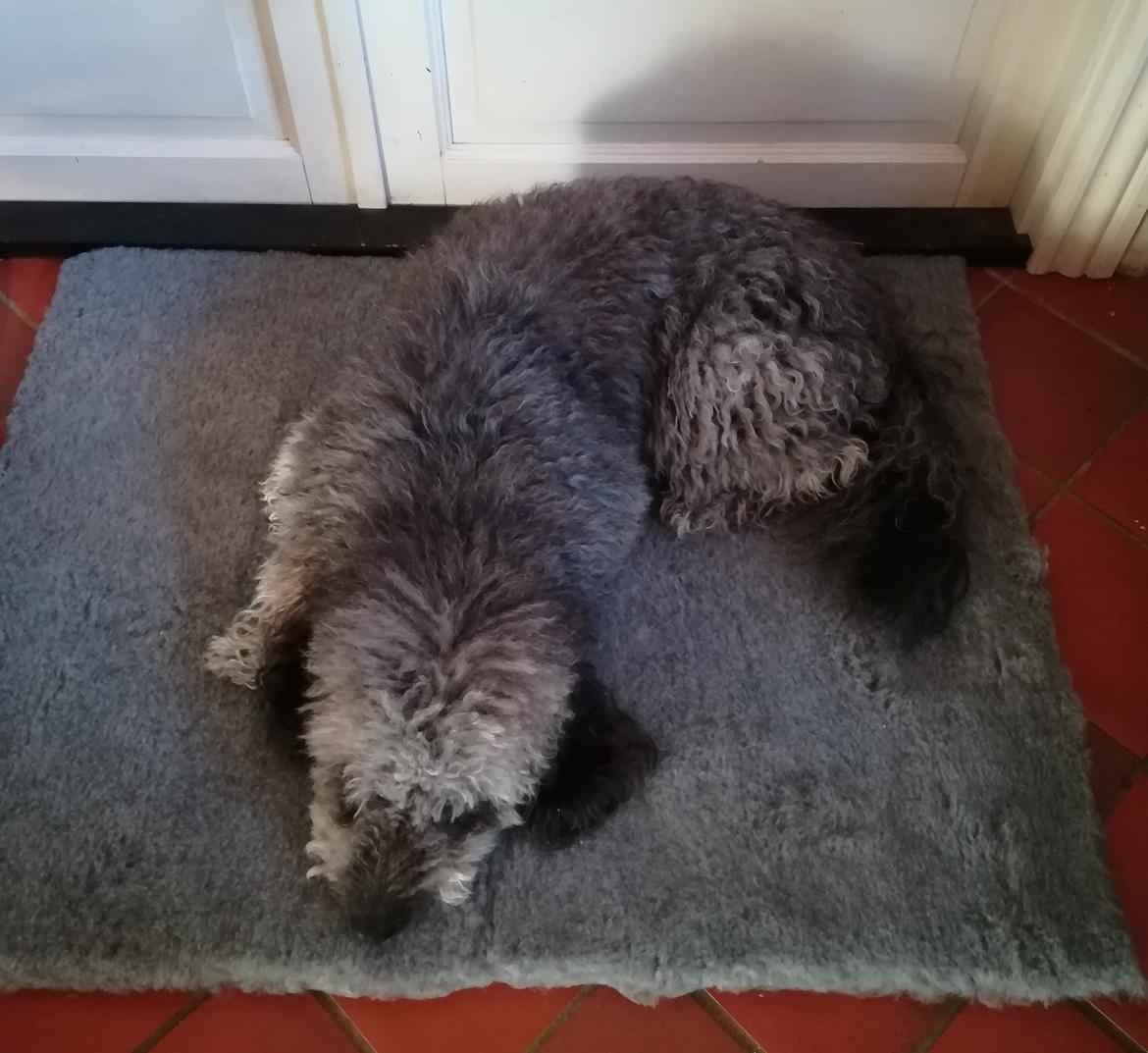 Blanding af racer Lilly (F1B Sproodle) billede 4