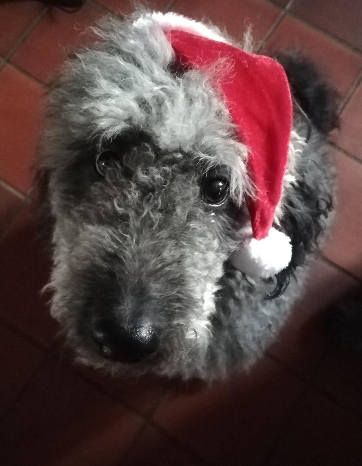 Blanding af racer Lilly (F1B Sproodle) billede 1