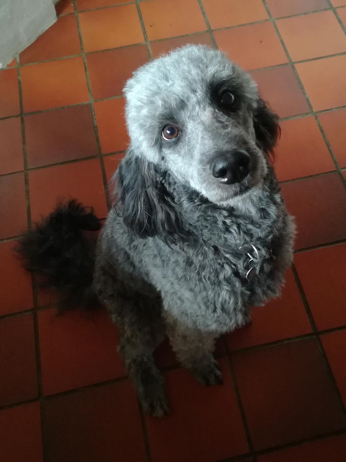 Blanding af racer Lilly (F1B Sproodle) billede 3