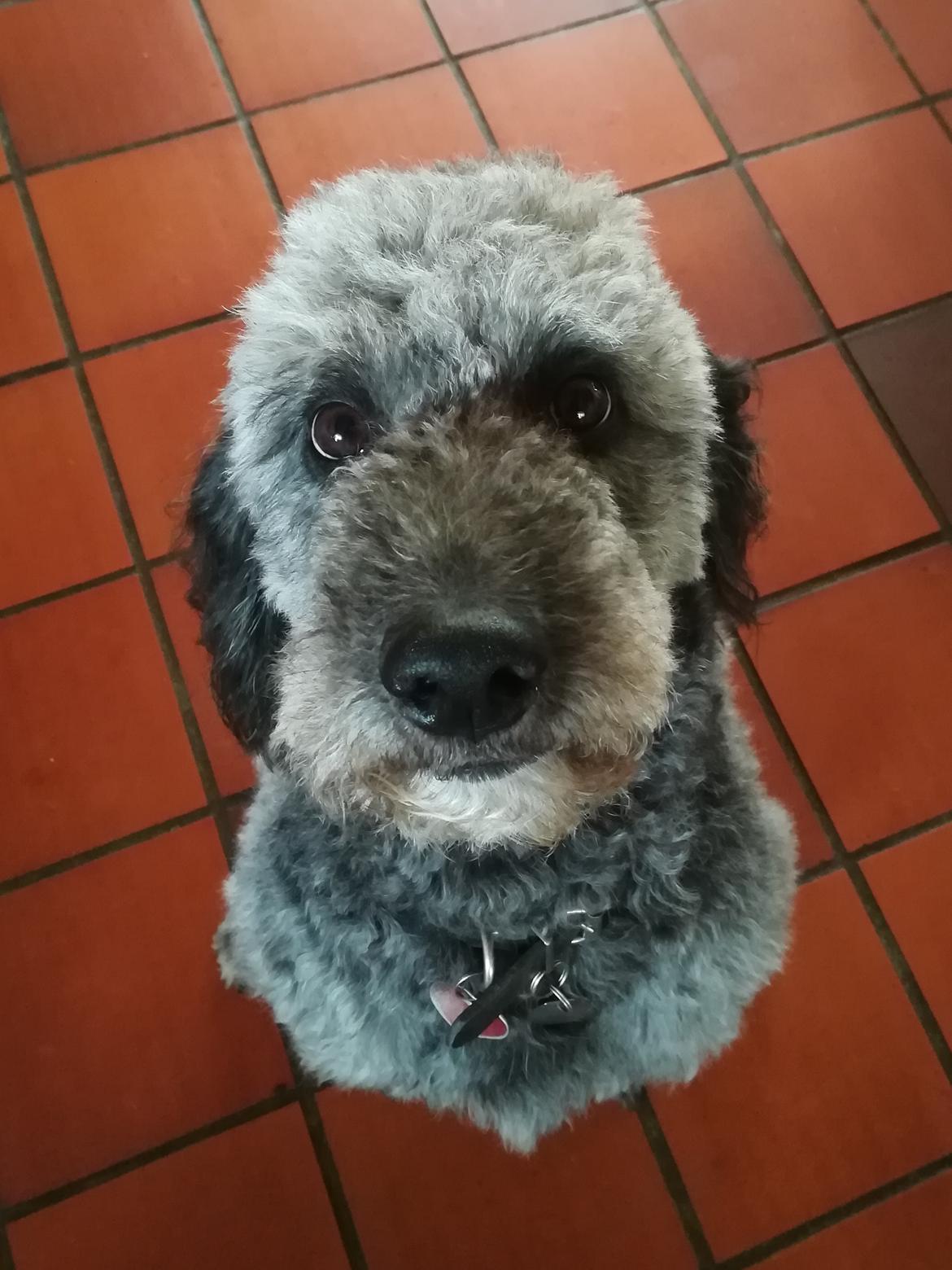 Blanding af racer Lilly (F1B Sproodle) billede 2