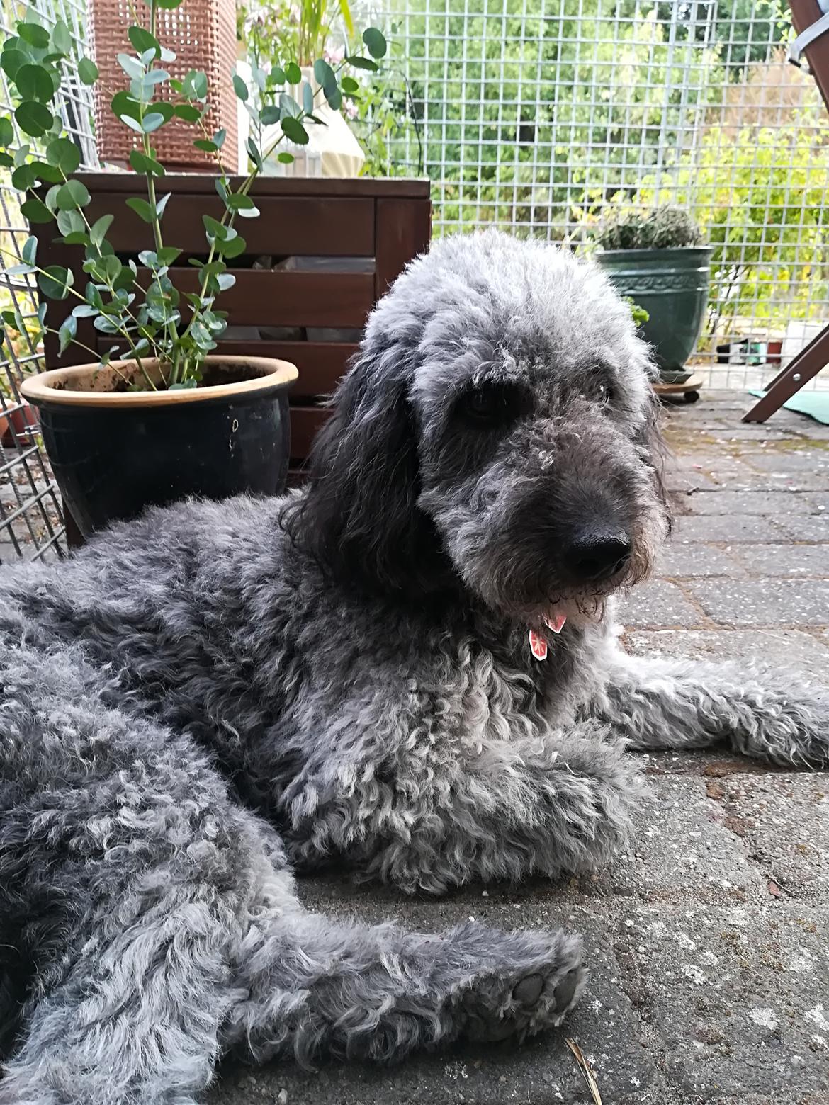 Blanding af racer Lilly (F1B Sproodle) billede 5