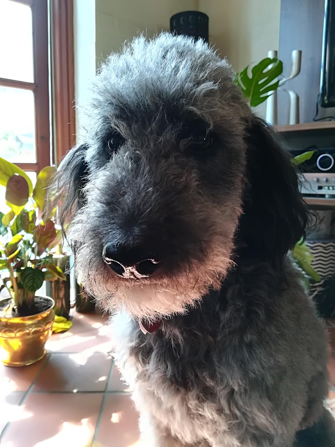 Blanding af racer Lilly (F1B Sproodle) billede 7