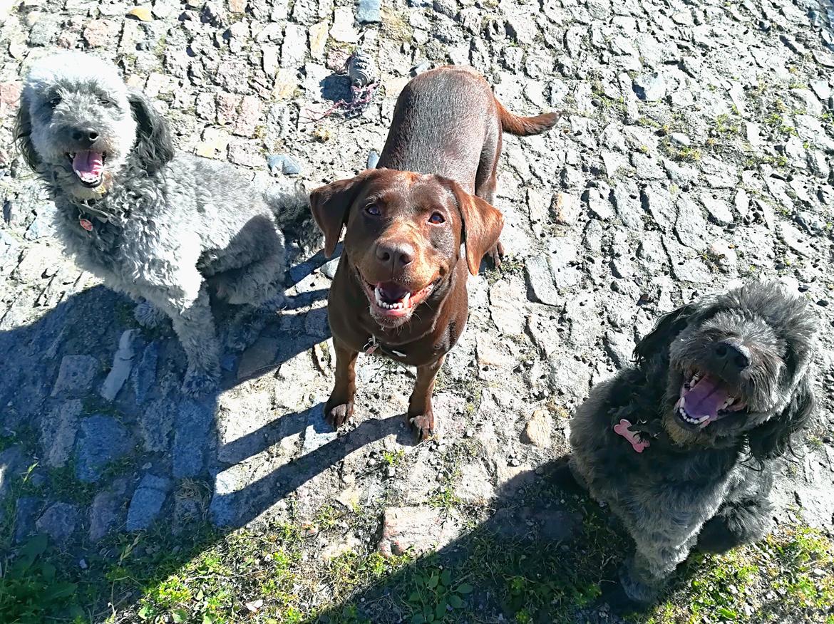 Blanding af racer Lilly (F1B Sproodle) - Lilly til venstre, med sin gode ven Jolly i midten og mor Sandy til højre.  billede 6