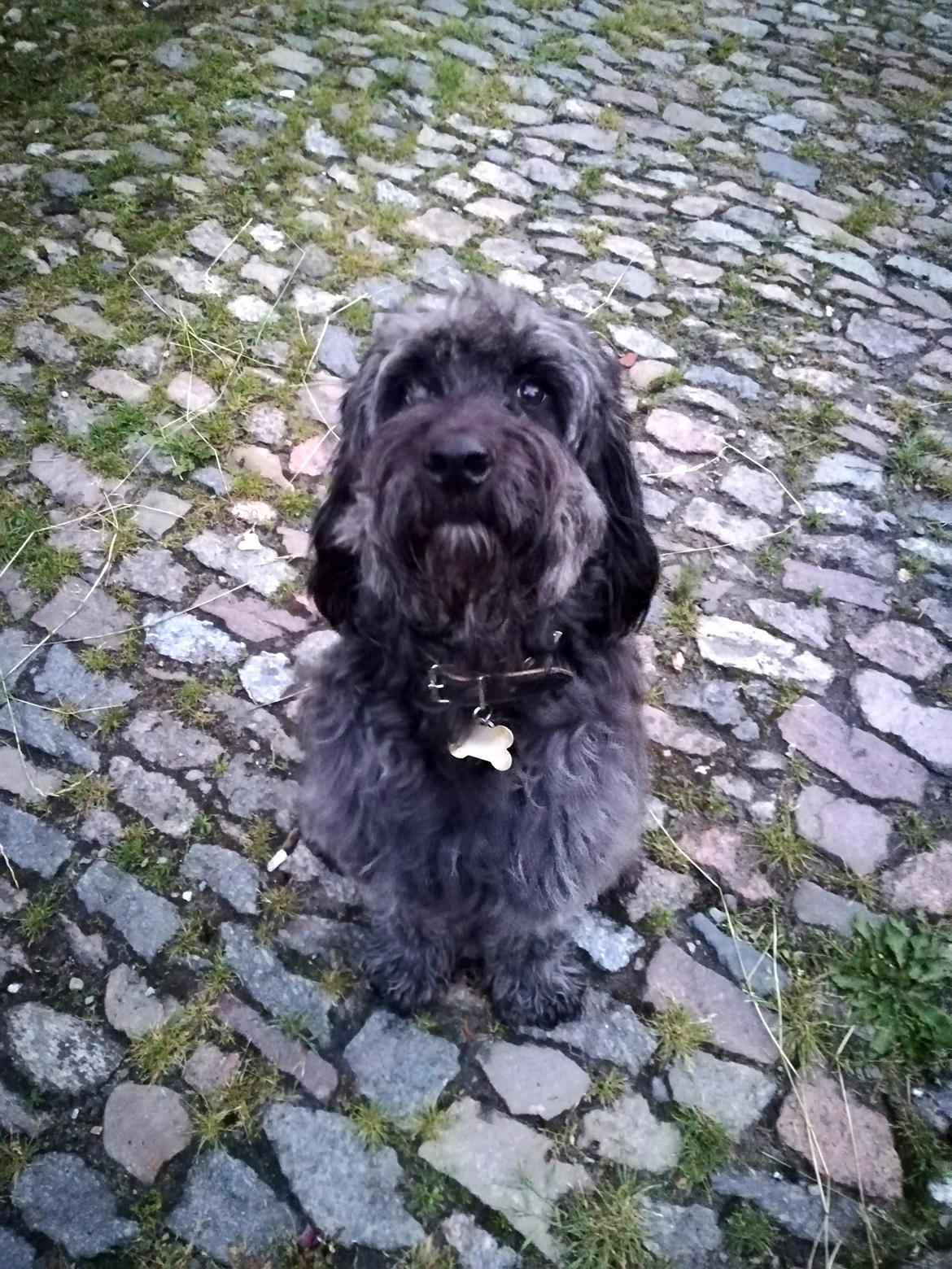 Blanding af racer Sandy Hawaii (F1 Sproodle) billede 2