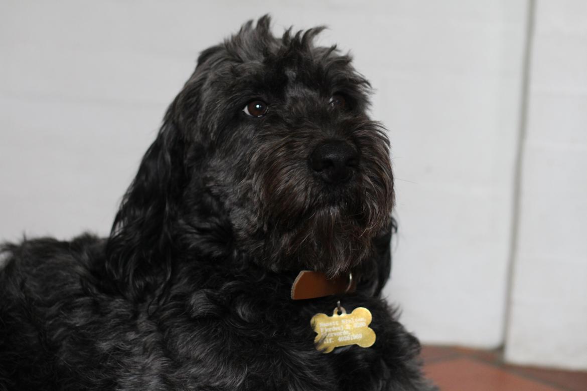 Blanding af racer Sandy Hawaii (F1 Sproodle) billede 6