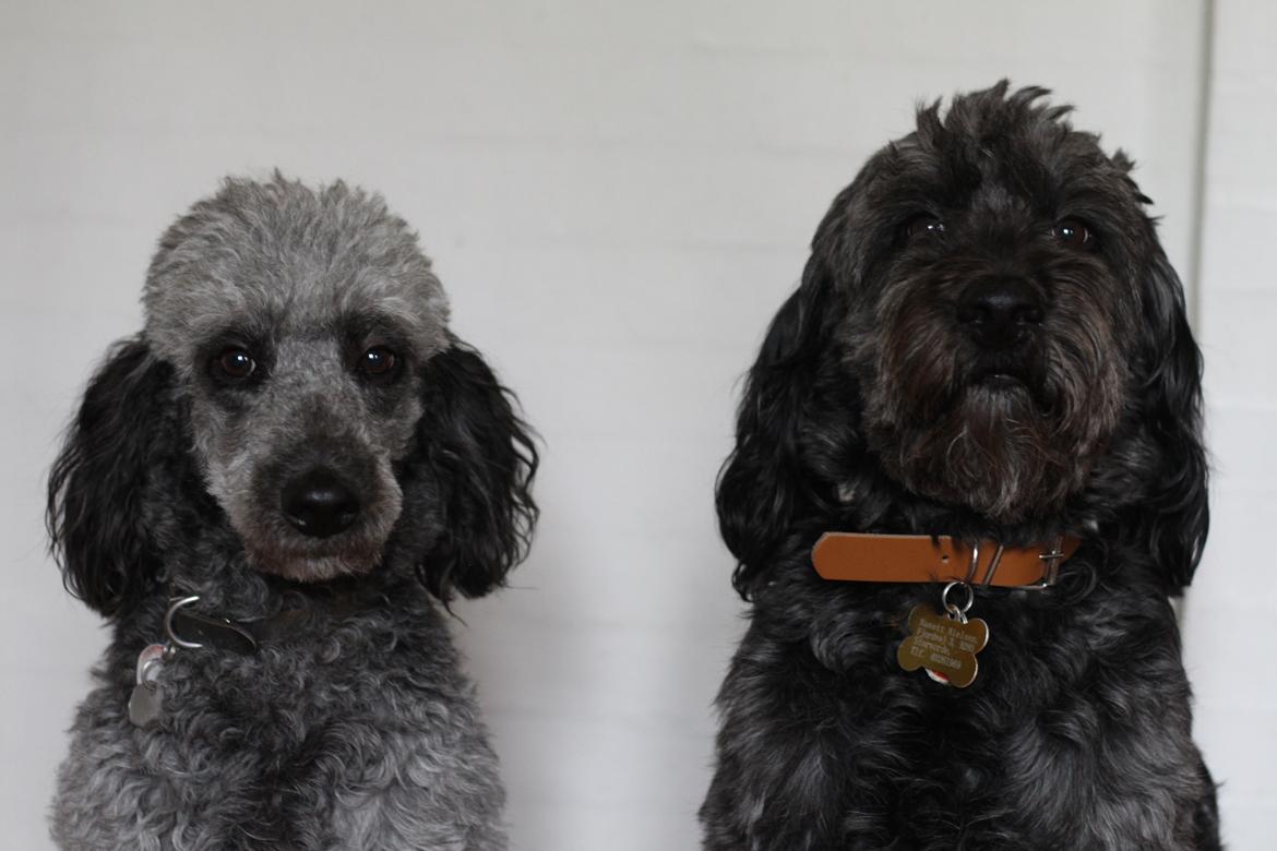 Blanding af racer Sandy Hawaii (F1 Sproodle) - Sandy til højre og datteren Lilly til venstre billede 5
