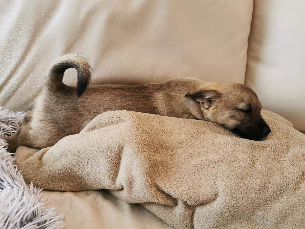 Västgötaspids Unni billede 2