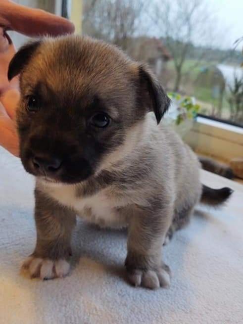 Västgötaspids Unni billede 4