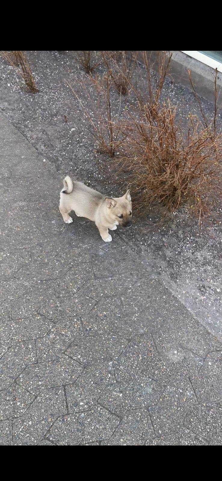 Västgötaspids Unni billede 5