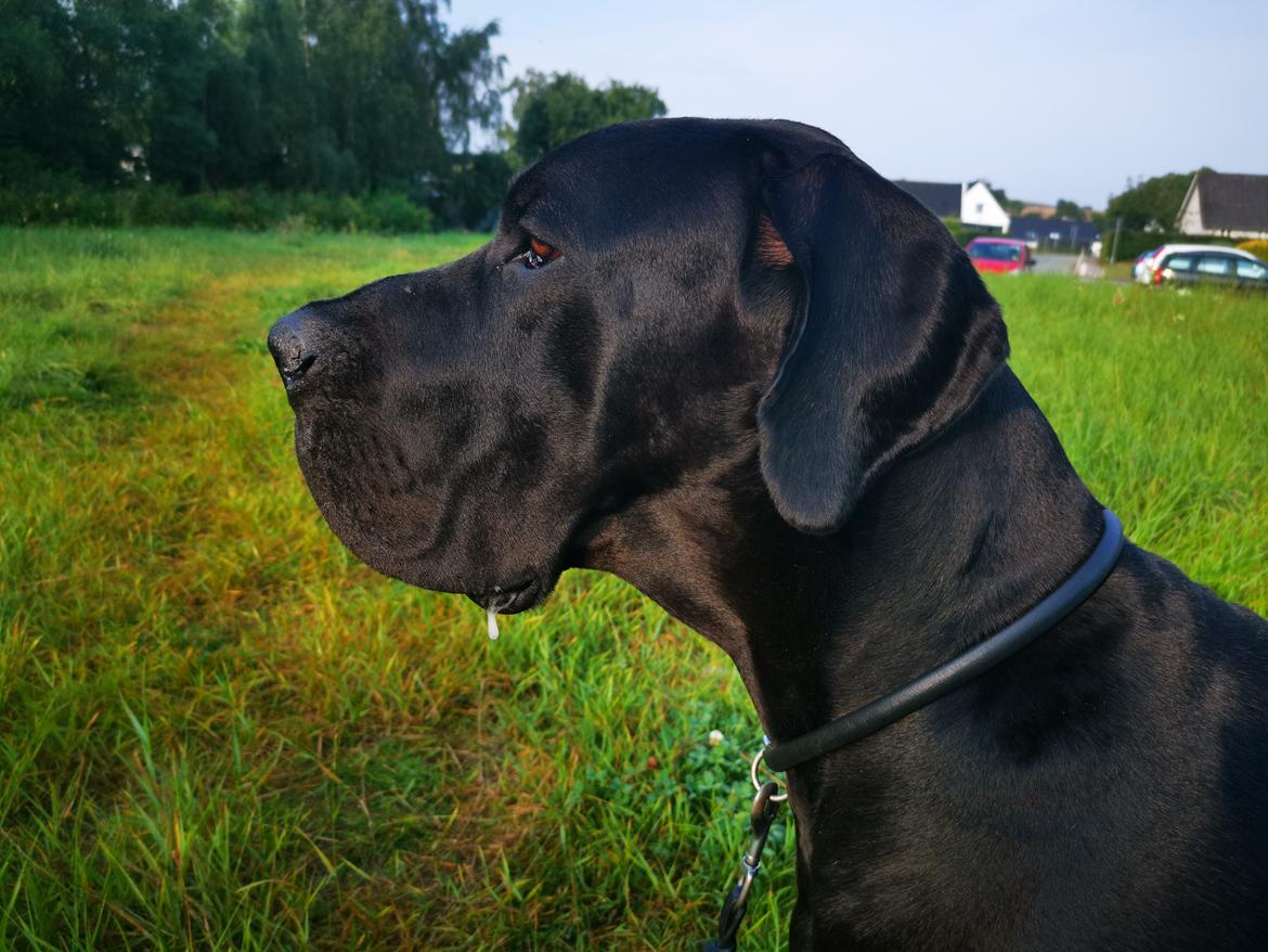 Grand danois Maximus billede 2