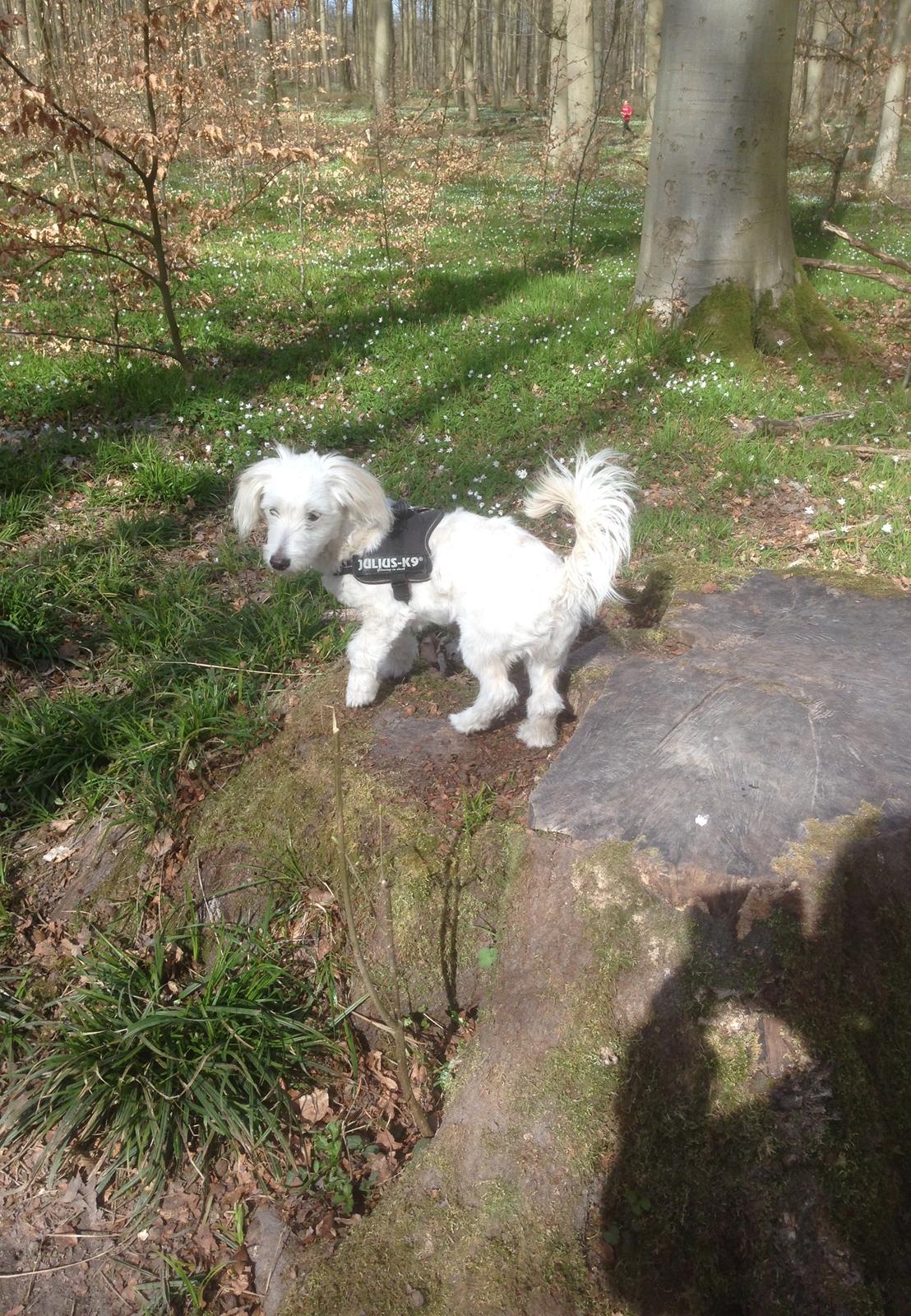 Blanding af racer Luna billede 1