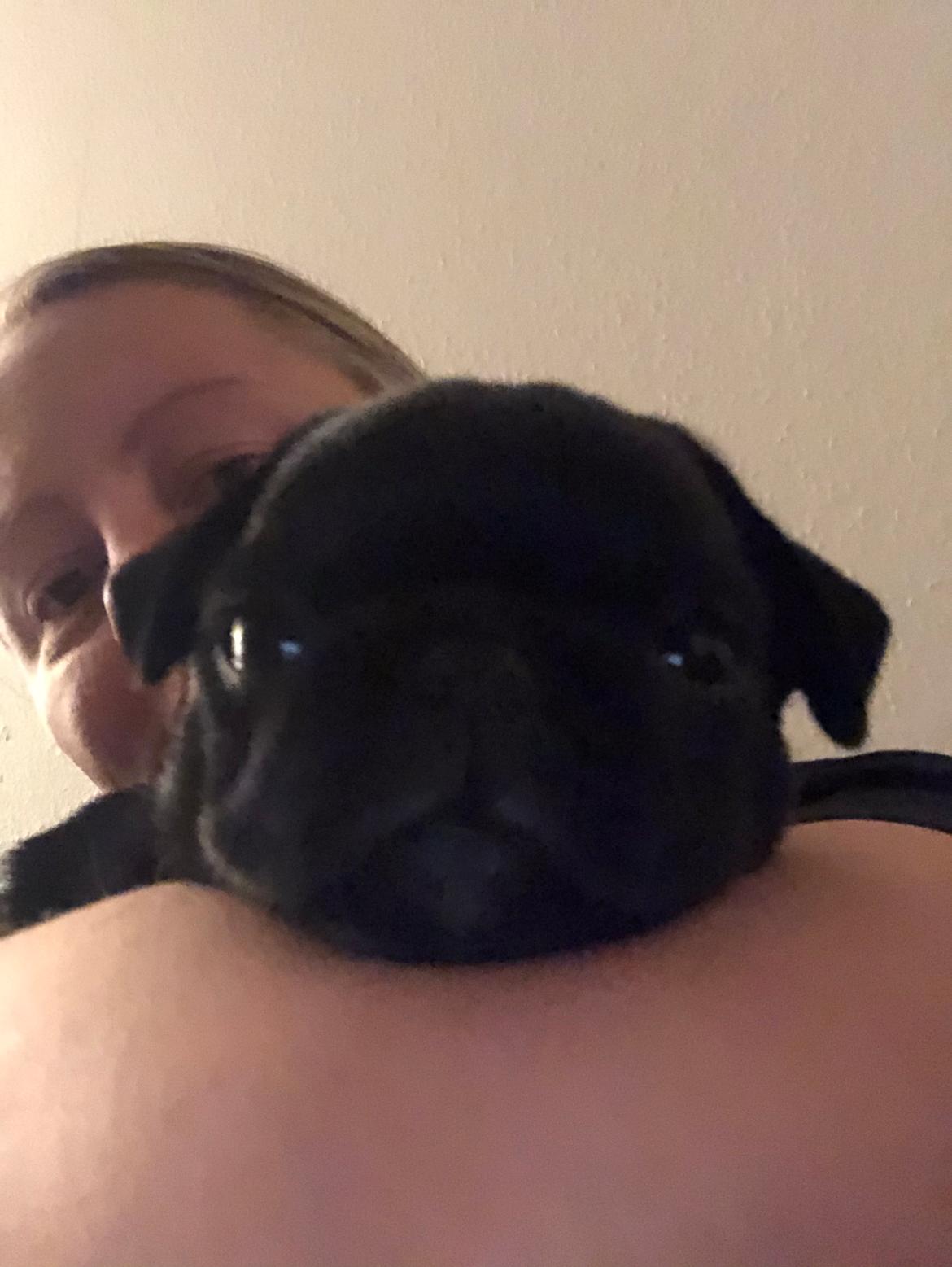 Mops Ruth billede 11