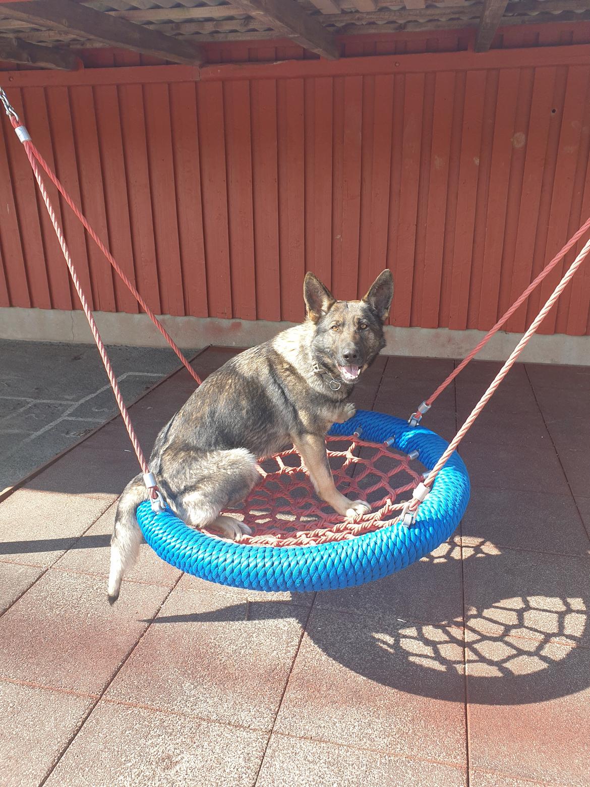 Schæferhund Esso (Haubroe Aud) billede 28