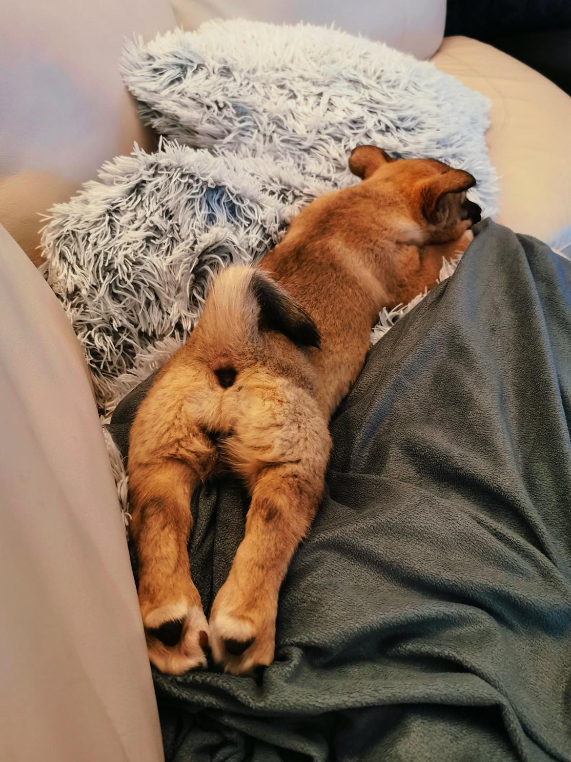 Västgötaspids Unni billede 6