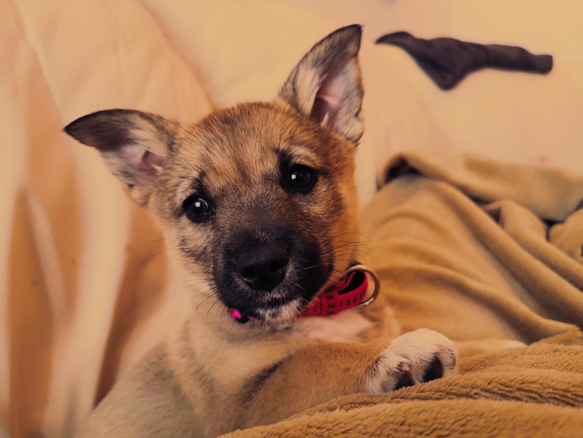 Västgötaspids Unni billede 7