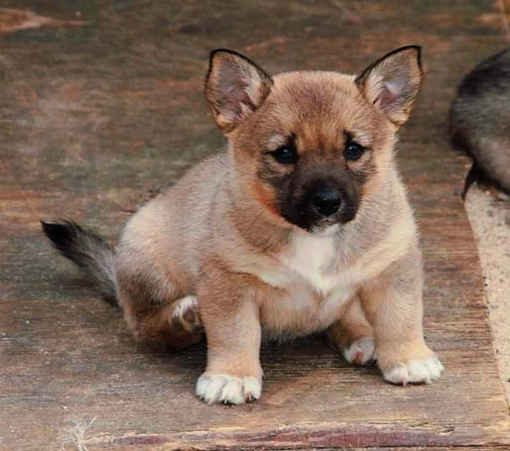 Västgötaspids Unni billede 8