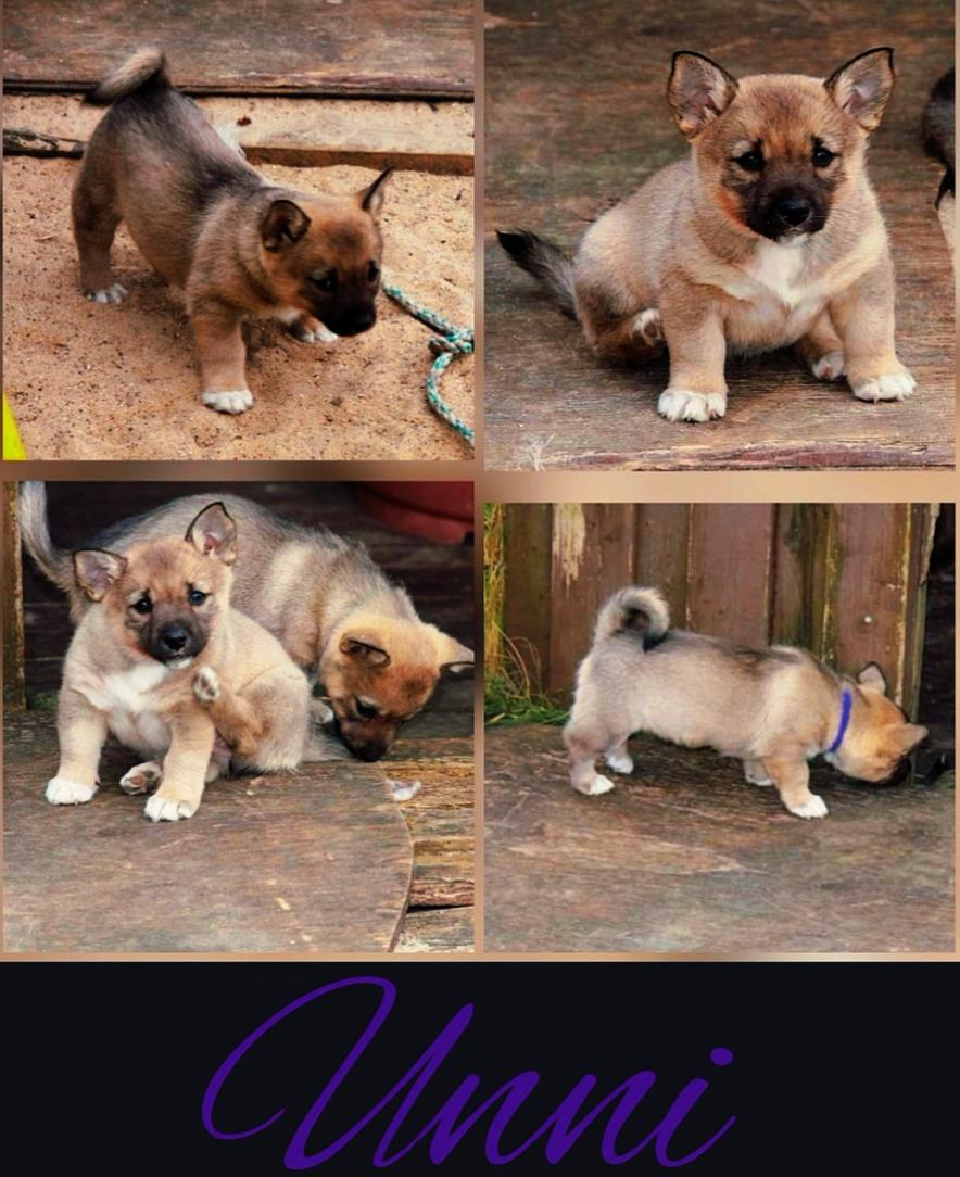 Västgötaspids Unni billede 9