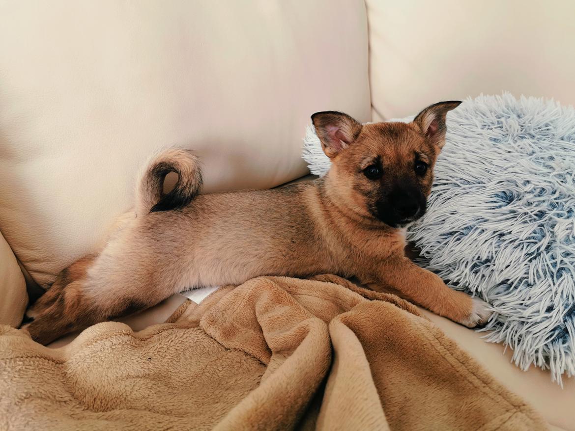 Västgötaspids Unni billede 10