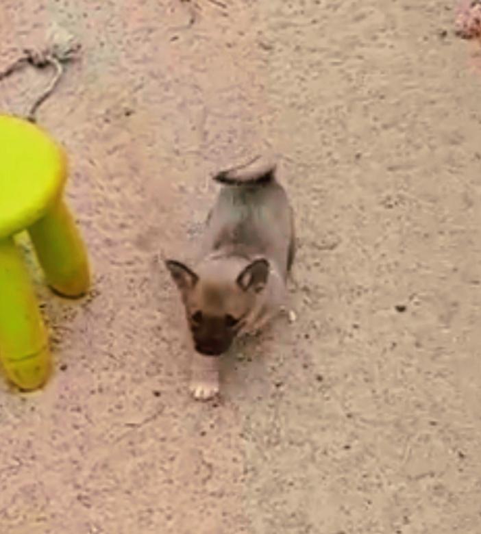 Västgötaspids Unni billede 11