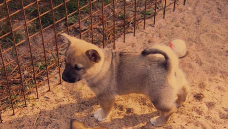 Västgötaspids Unni billede 12