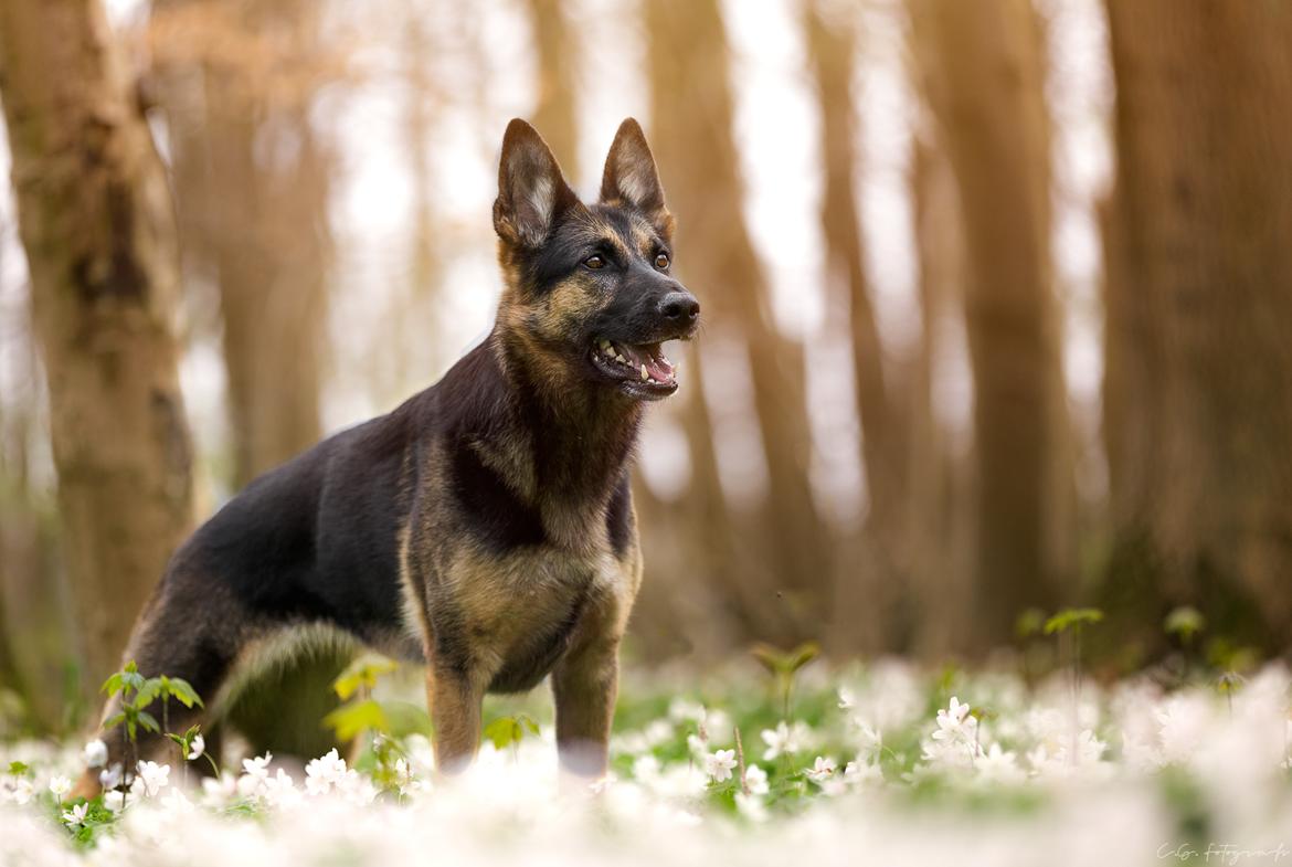 Schæferhund Amager's Nicki billede 1