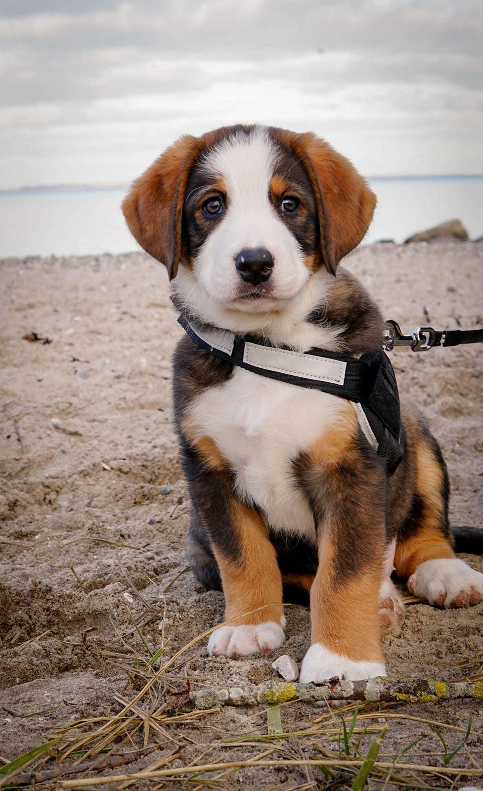 Blanding af racer Rosa billede 1