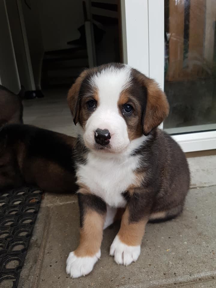 Blanding af racer Rosa billede 2