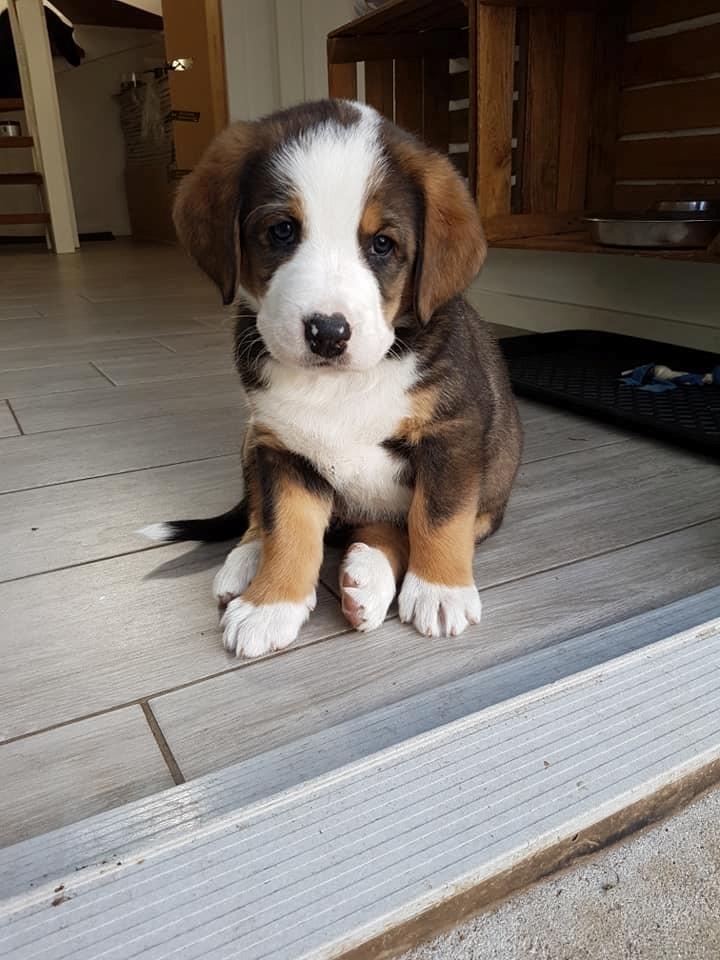 Blanding af racer Rosa billede 3