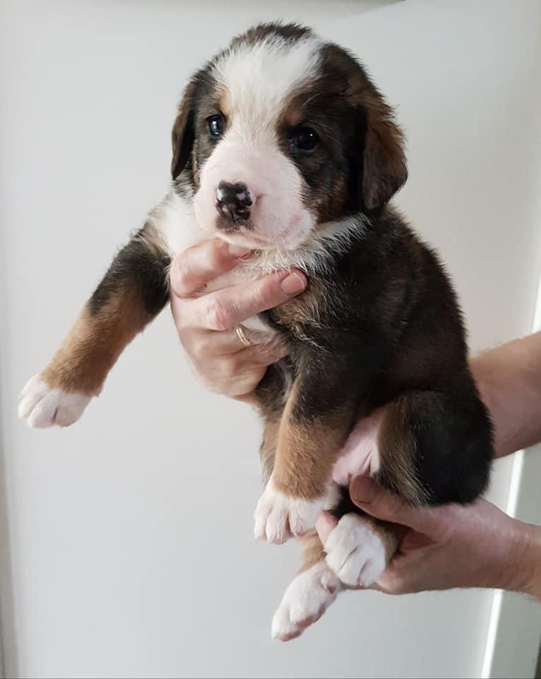 Blanding af racer Rosa billede 4