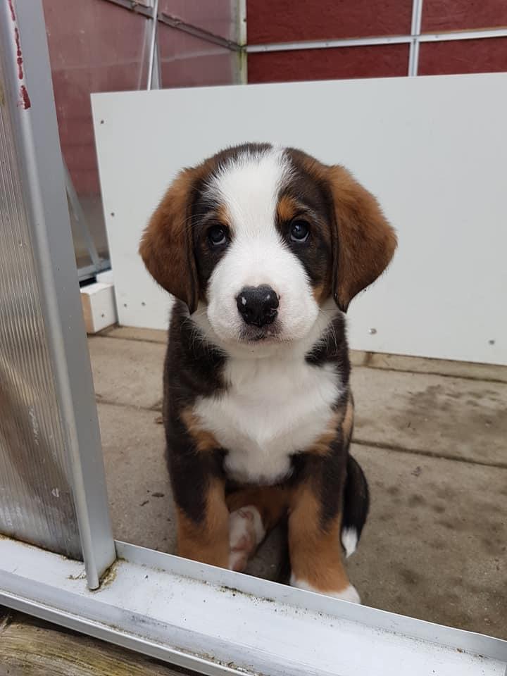 Blanding af racer Rosa billede 5