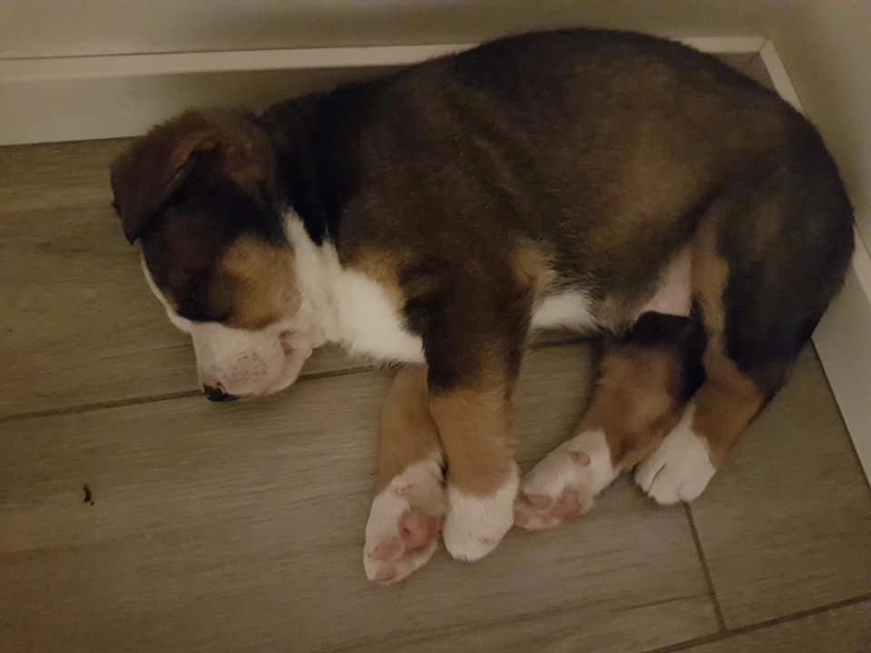 Blanding af racer Rosa billede 6