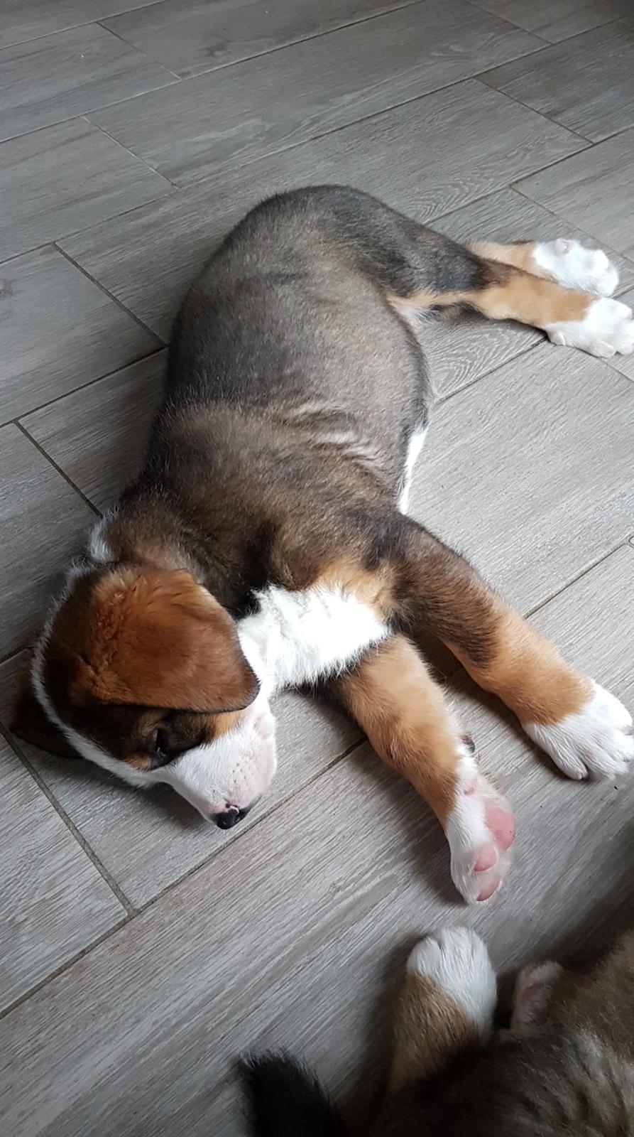 Blanding af racer Rosa billede 7